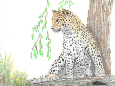 "Alert" "Alert" Done on heavyweight Hot Pressed watercolour paper using Polychromos and Luminance coloured pencils. Photo Ref Brad Paul Bradder