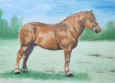 "Suffolk Punch" I was surprised to discover in my research that this draught horse is on the rare breeds register. I couldn't find a single reference photo so used a collection, my own memory and imagination and the breed description to come up with this drawing. I hope anyone who does know the breed recognises him for what he's supposed to be. I used Pastelmat A3, Polychromos and Luminance with soft pastels for the background.